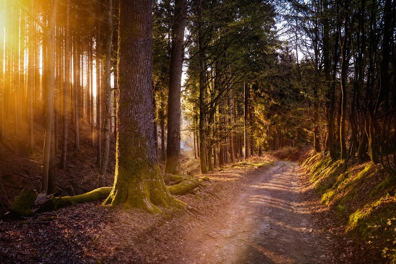 Walking in Nature